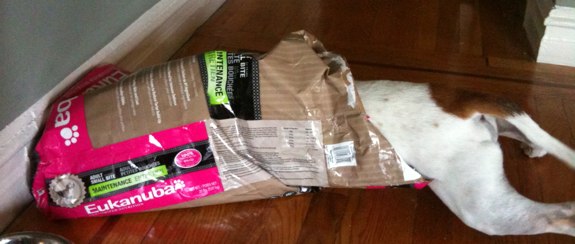 Beagle dives into an empty bag of Eukenuba