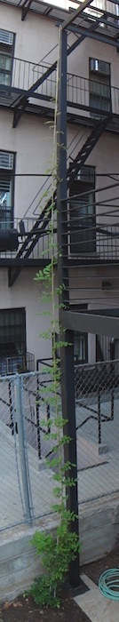 wisteria growing up steel pergola wisteria growing up steel pergola